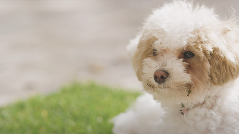 Puppy laying on the grass
